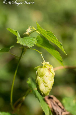 Humulus lupulus (Echter Hopfen), 26.9.2018