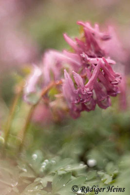 Corydalis solida (Gefingerter Lerchensporn), 10.4.2022