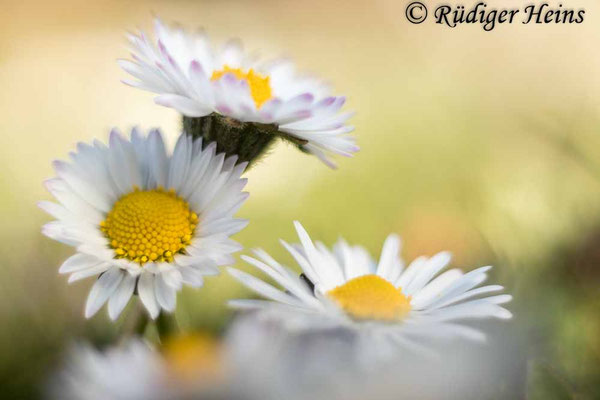 Bellis perennis (Gänseblümchen)