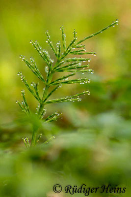 Equisetum palustre (Sumpf-Schachtelhalm), 7.5.2017