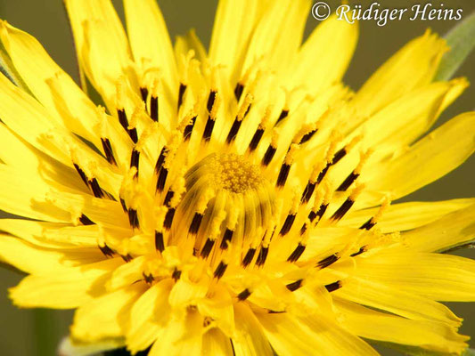 Tragopogon pratensis (Wiesen-Bocksbart)