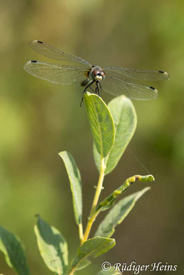 Östliche Moosjungfer (Leucorrhinia albifrons) Weibchen, 4.8.2022 - Makroobjektiv 180mm f/3.5