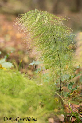 Equisetum sylvaticum (Wald-Schachtelhalm), 16.11.2020
