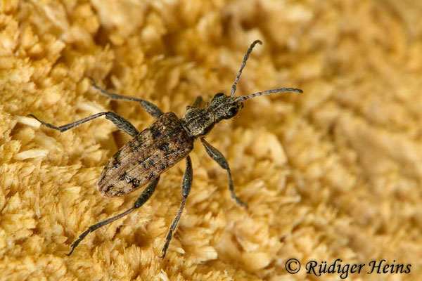 Rhagium inquisitor (Schrotbock), 15.5.2019