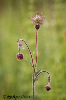 Geum rivale (Bach-Nelkenwurz)