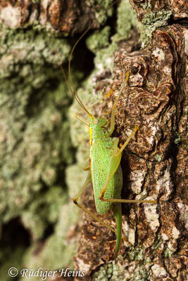 Meconema thalassinum (Gemeine Eichenschrecke) Weibchen, 26.11.2018