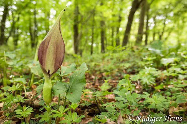 Arum maculatum (Gefleckter Aronstab), 25.5.2021