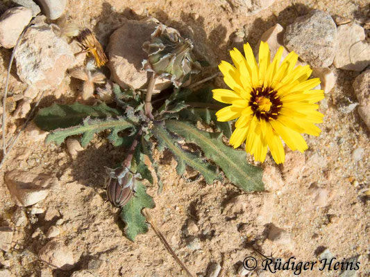 Reichardia tingitana (Tanger-Reichhardie)