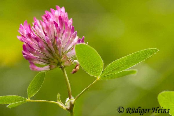 Trifolium pratense (Wiesenklee)