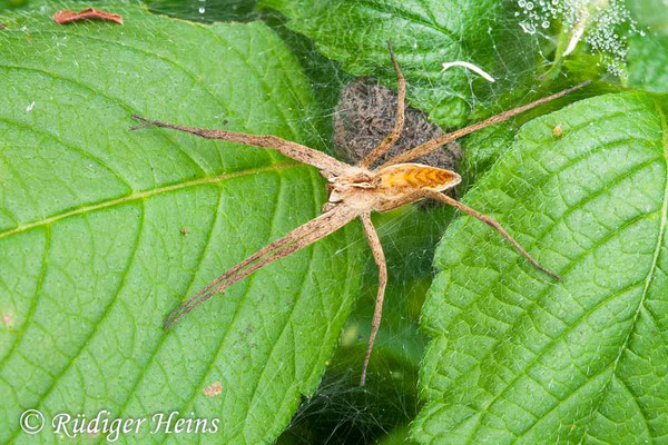 Pisaura mirabilis (Listspinne), 12.7.2009