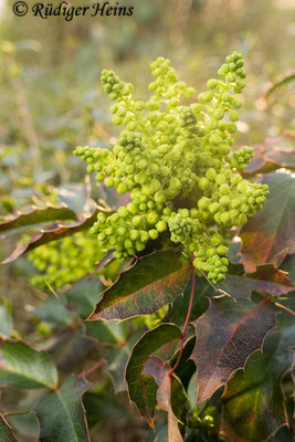 Mahonia aquifolium (Gewöhnliche Mahonie), 20.3.2019