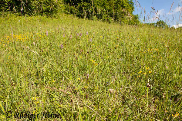 Ophrys holoserica (Hummel-Ragwurz) Habitat, 21.5.2015