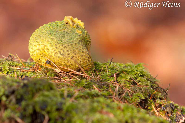 Scleroderma citrinum (Kartoffelbovist), 1.3.2015