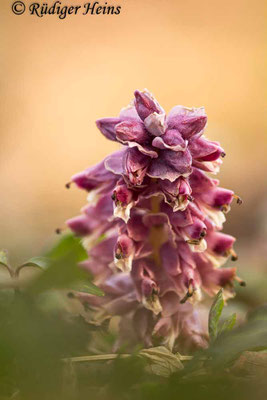 Lathraea squamaria (Gewöhnliche Schuppenwurz), 14.3.2020