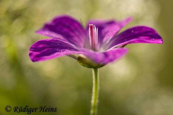Geranium palustre (Sumpf-Storchschnabel), 22.6.2020
