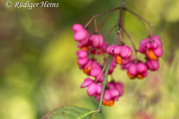 Euonymus europaeus (Europäisches Pfaffenhütchen)