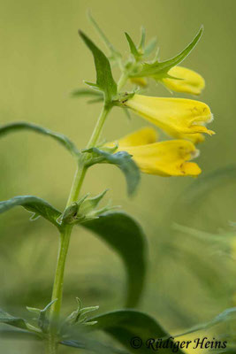 Melampyrum pratense (Wiesen-Wachtelweizen), 5.6.2020