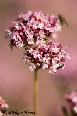 Origanum vulgare (Echter Dost), 11.7.2020