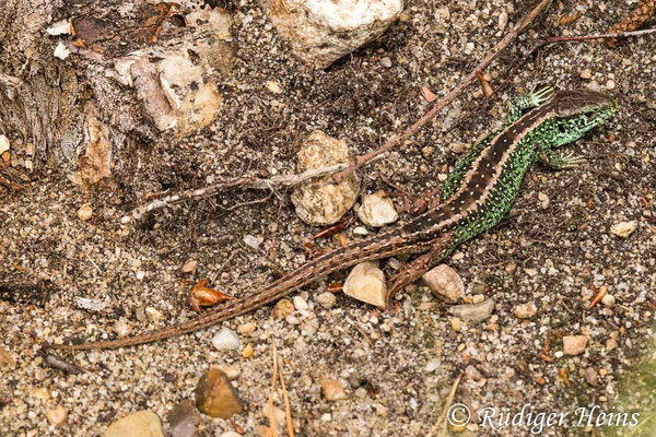 Lacerta agilis (Zauneidechse) Männchen, 8.6.2021