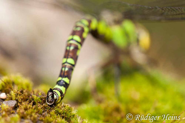 Aeshna cyanea, Blaugrüne Mosaikjungfer, Eiablage