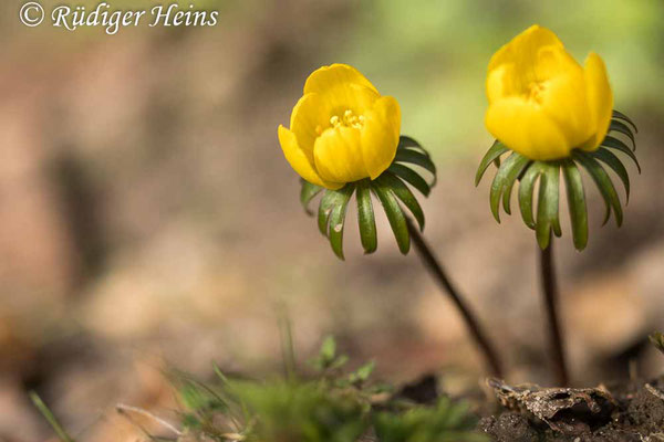 Eranthis hyemalis (Winterling), 24.2.2024