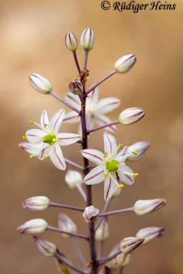Drimia maritima (Weiße Meerzwiebel), 31.10.2007