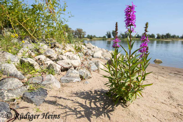 Lythrum salicaria (Gewöhnlicher Blutweiderich), 20.8.2024