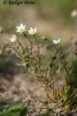 Spergula arvensis (Acker-Spark), 8.5.2020