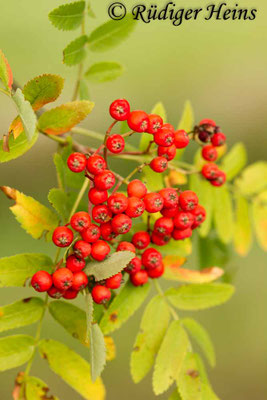 Sorbus aucuparia (Vogelbeere oder Eberesche)