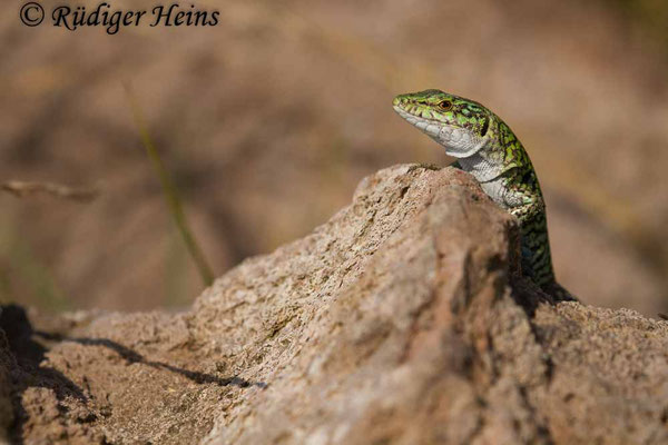 Podarcis tiliguerta (Tyrrhenische Mauereidechse)