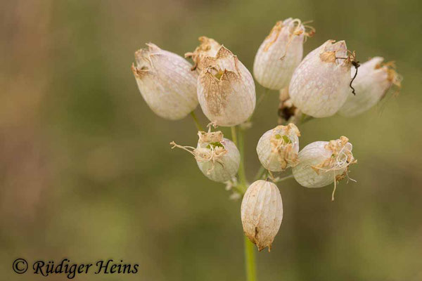 Silene vulgaris (Taubenkropf-Leimkraut), 20.7.2021