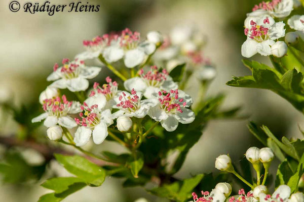 Crataegus monogyna (Eingriffeliger Weißdorn)