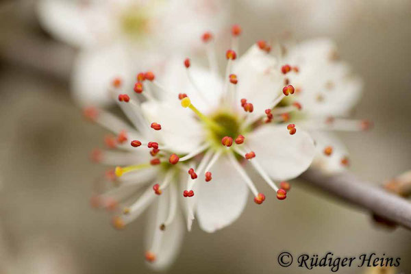 Prunus spinosa (Schlehe oder Schwarzdorn), 5.4.2019