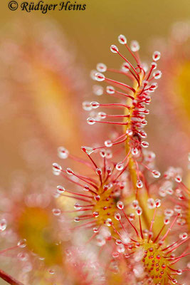 Drosera intermedia (Mittlerer Sonnentau), 16.8.2016