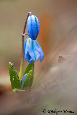 Scilla siberica (Sibirischer Blaustern), 16.2.2023