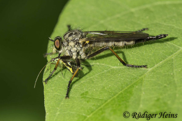 Neoitamus cyanurus (Gemeiner Strauchdieb) Weibchen