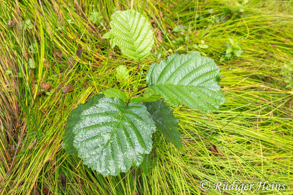 Alnus glutinosa (Schwarz-Erle), 22.8.2023