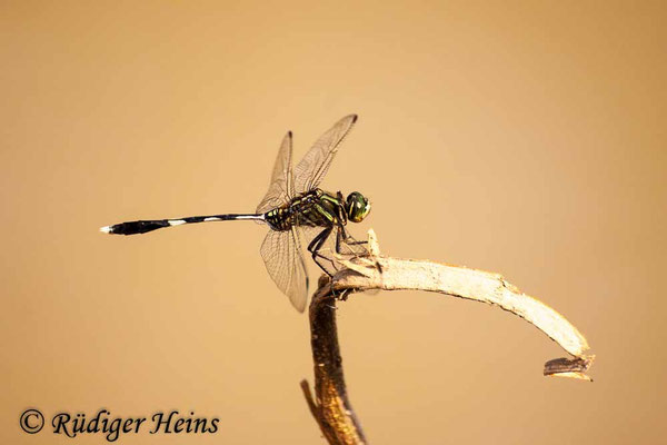 Orthetrum sabina (Schlanker Blaupfeil) Männchen