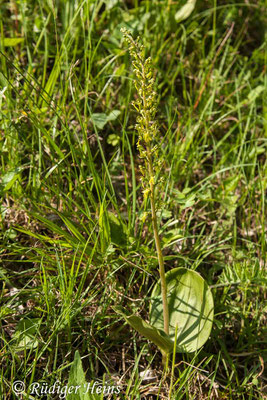 Neottia ovata (Großes Zweiblatt), 19.5.2012