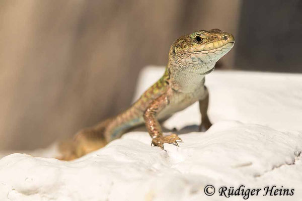 Podarcis erhardii (Kykladen-Mauereidechse)