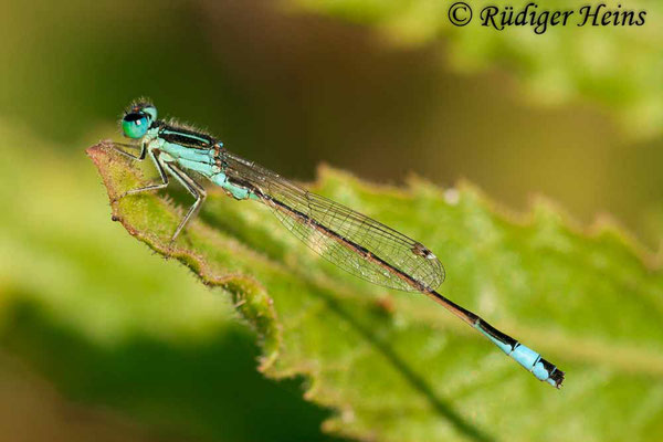 Ischnura graellsi (Spanische Pechlibelle) Männchen, 15.7.2011