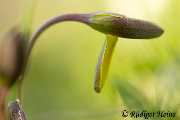 Gagea lutea (Wald-Gelbstern), 7.3.2020