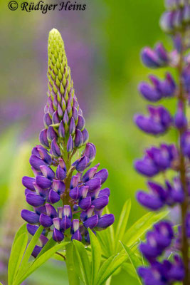 Lupinus polyphyllus (Vielblättrige Lupine)