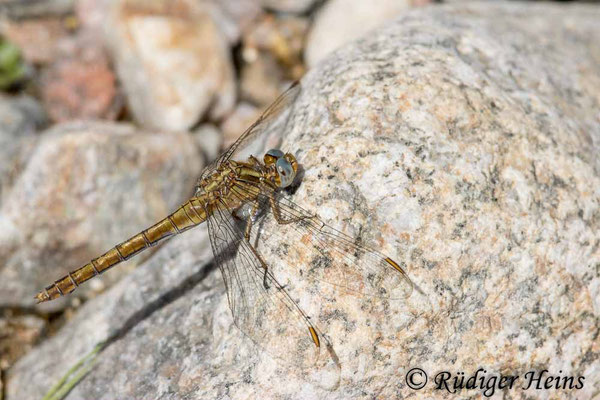 Südöstlicher Kleiner Blaupfeil (Orthetrum coerulescens anceps) Weibchen