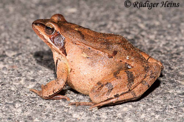 Rana dalmatina (Springfrosch) Weibchen, 24.3.2010