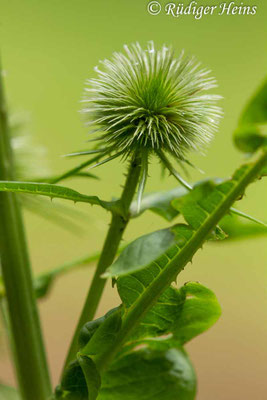 Dipsacus fullonum, Wilde Karde