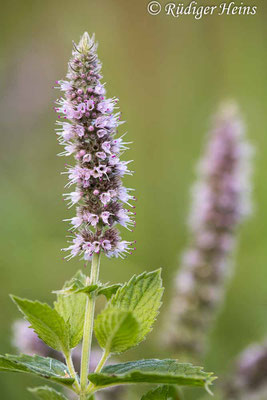 Mentha longifolia (Rossminze), 15.9.2022