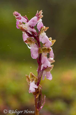 Orchis spitzelii (Spitzel's Knabenkraut), 31.5.2014