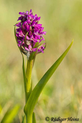 Dactylorhiza incarnata (Fleischfarbene Fingerwurz), 2.6.2014