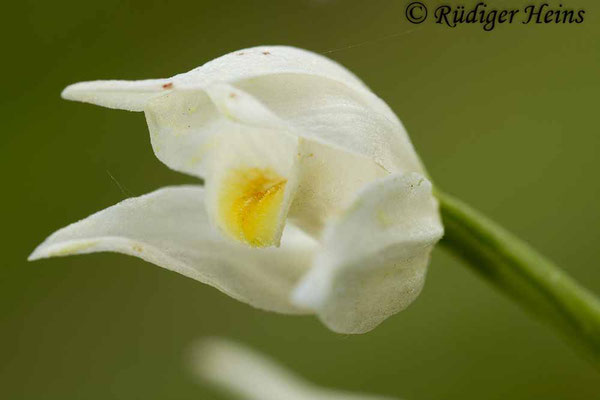 Cephalanthera longifolia (Schwertblättriges Waldvöglein), 31.5.2014